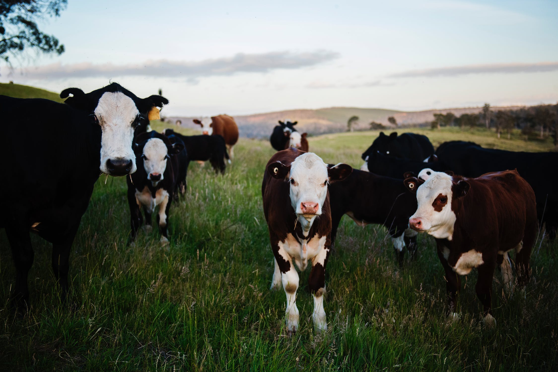 The case for rural living - cows in countryside