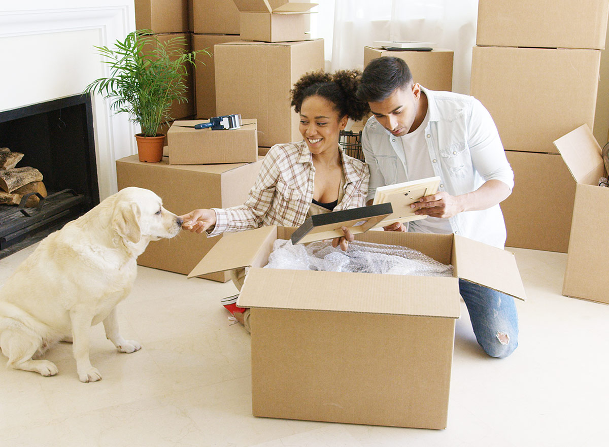 Moving with dogs advice