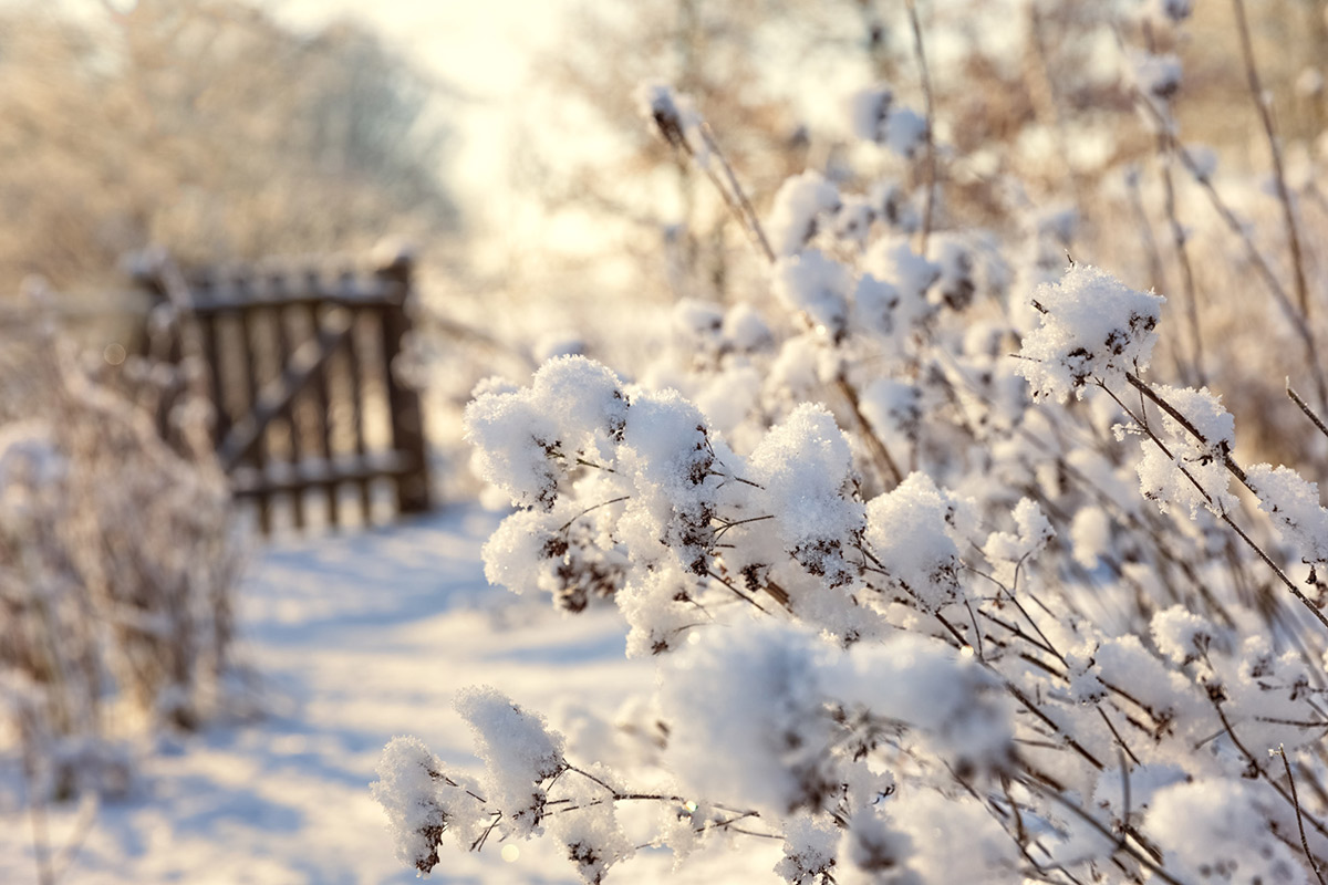 Garden in winter