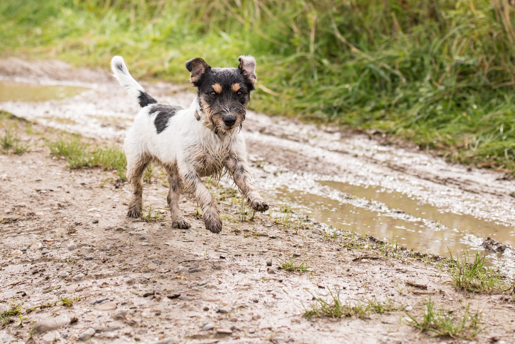 happy jack russell dog playing in mud