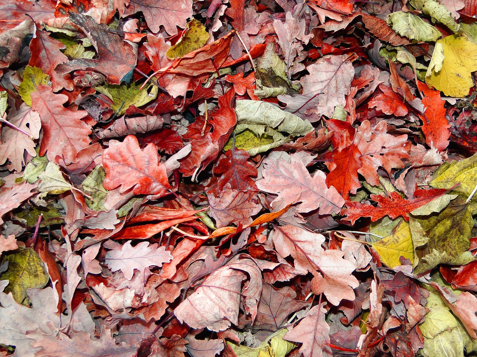 colourful autumn leaves on floor in garden